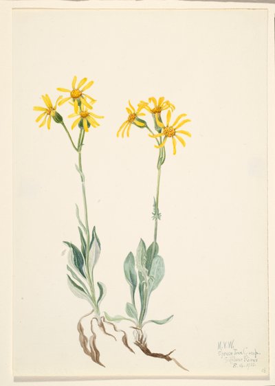 Montana Parnassia Parnassia montanesis, 1920. 作者 玛丽·沃克斯·沃尔科特