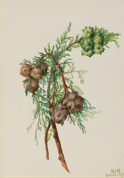 Monterey Cypress Cupressus macrocarpa, 1936. 作者 玛丽·沃克斯·沃尔科特