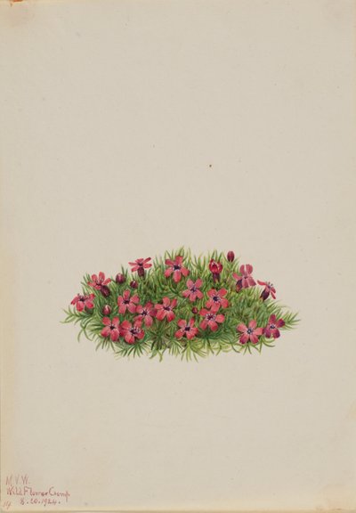 苔金葱（Silene acaulis） 作者 玛丽·沃克斯·沃尔科特