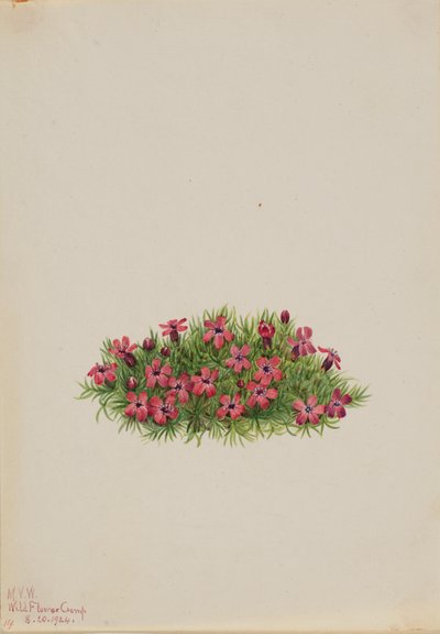 Moss Campion Silene acaulis, 1924. 作者 玛丽·沃克斯·沃尔科特