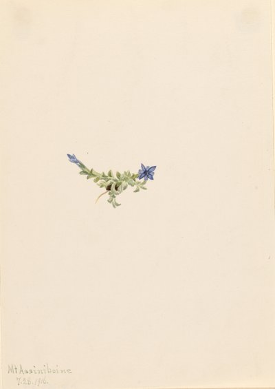 苔龙胆（Gentiana prostrata） 作者 玛丽·沃克斯·沃尔科特