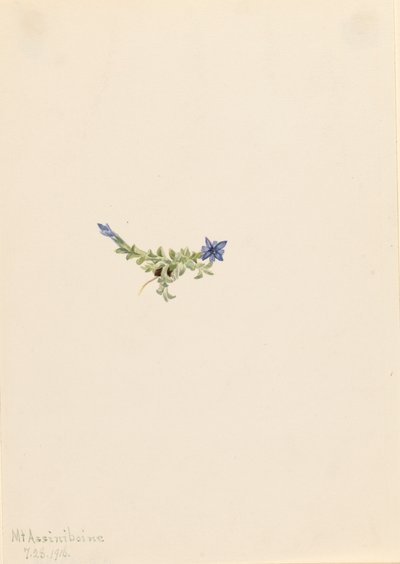 苔藓龙胆 Gentiana prostrata, 1916. 作者 玛丽·沃克斯·沃尔科特