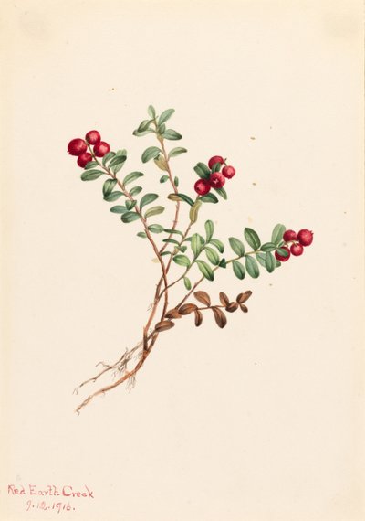 山红莓（Vaccinium vitisdaea minus） 作者 玛丽·沃克斯·沃尔科特