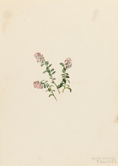 山地红莓 Vaccinium vitisidaea minus, 1907. 作者 玛丽·沃克斯·沃尔科特
