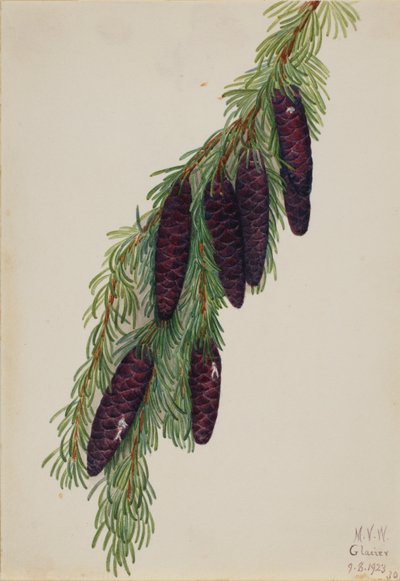 山铁杉（Tsuga mertensiana） 作者 玛丽·沃克斯·沃尔科特
