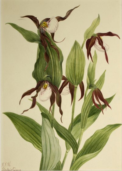 山地夫人的拖鞋 Cypripedium montanum, 1923. 作者 玛丽·沃克斯·沃尔科特
