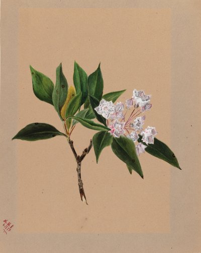 山地月桂 Kalmia latifolia, 1879. 作者 玛丽·沃克斯·沃尔科特
