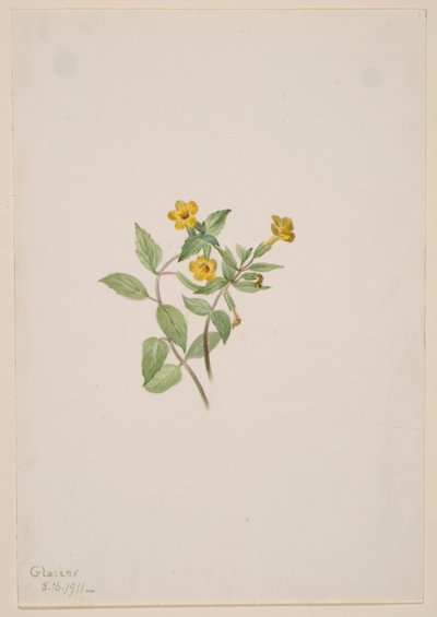 麝香花（Mimulus moschatus） 作者 玛丽·沃克斯·沃尔科特