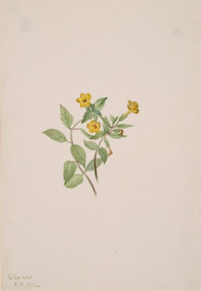 麝香花 Mimulus moschatus, 1911. 作者 玛丽·沃克斯·沃尔科特