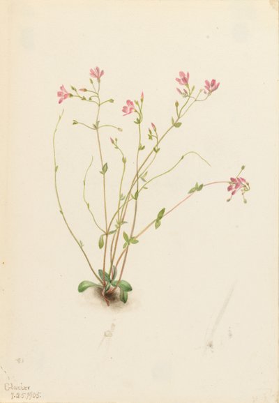 海棠春色（Claytonia parvifolia） 作者 玛丽·沃克斯·沃尔科特