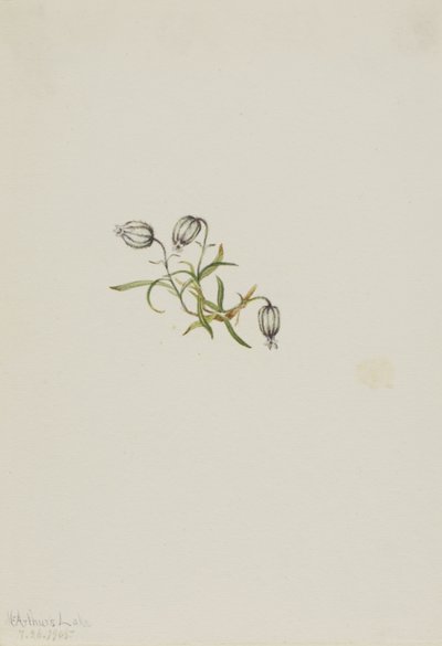 点头金雀花（Lychnis apetala） 作者 玛丽·沃克斯·沃尔科特