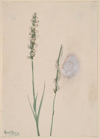 点头的女人--发丝 Ibidium cernum, 1905. 作者 玛丽·沃克斯·沃尔科特