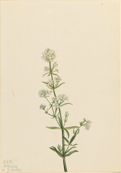 Northern Bedstraw Galium boreale, 1922. 作者 玛丽·沃克斯·沃尔科特