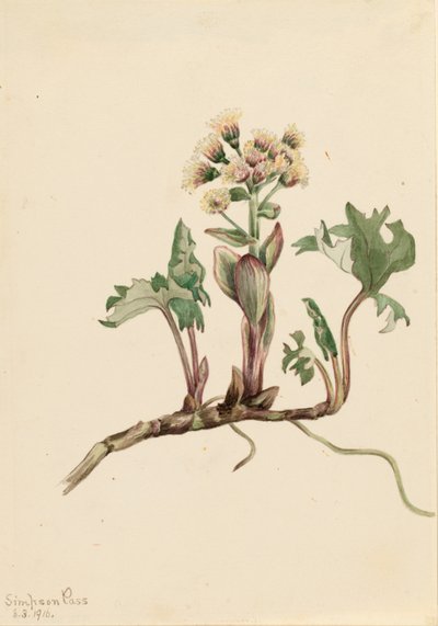 北方蜂斗鸡（Petasites hyperboreus） 作者 玛丽·沃克斯·沃尔科特