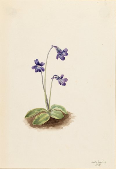 北方蝴蝶草（Pinguicula vulgaris） 作者 玛丽·沃克斯·沃尔科特