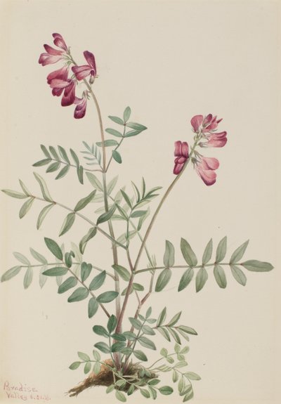 北部Hedysarum Hedysarum boreale, 1916. 作者 Mary Vaux Walcott