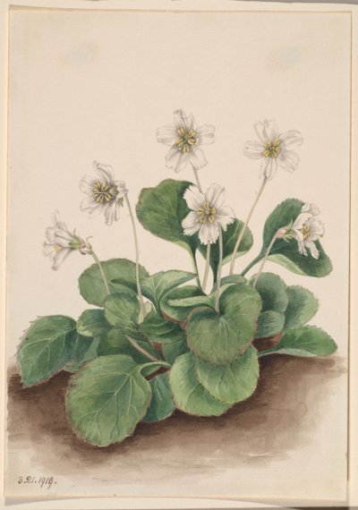 奥科尼钟（Shortia galacifolia） 作者 玛丽·沃克斯·沃尔科特