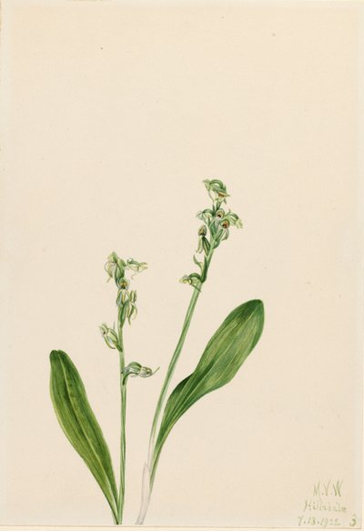 一叶障目兰 Habenaria obtusata, 1922. 作者 玛丽·沃克斯·沃尔科特