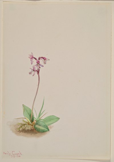 兰花（Orchis rotundifolia） 作者 玛丽·沃克斯·沃尔科特