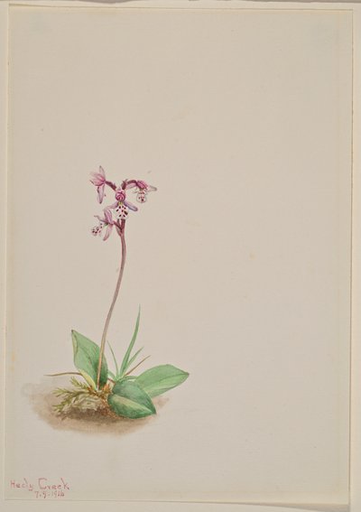 Orchis Orchis rotundifolia, 1916. 作者 玛丽·沃克斯·沃尔科特