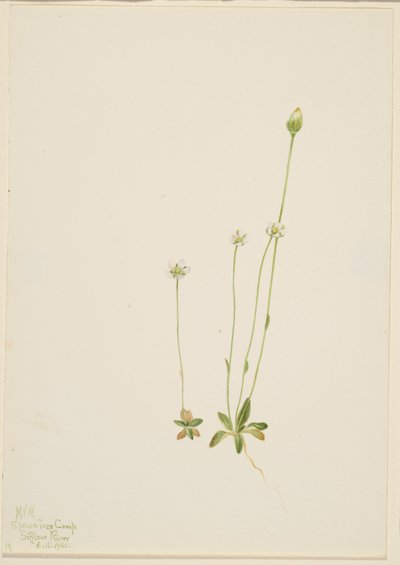 Oxytropis aepicola 作者 玛丽·沃克斯·沃尔科特