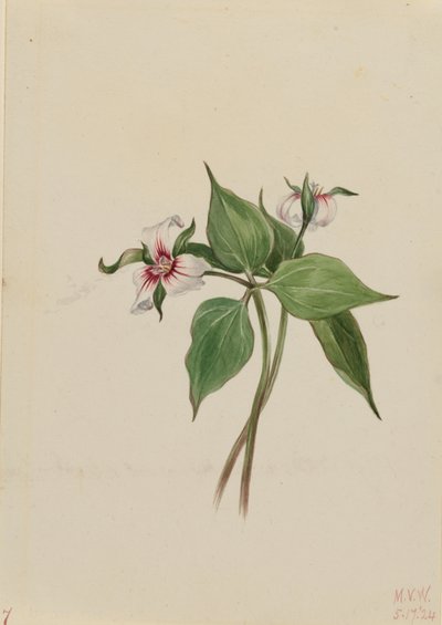 画眉三叶草（Trillium undulatum） 作者 玛丽·沃克斯·沃尔科特