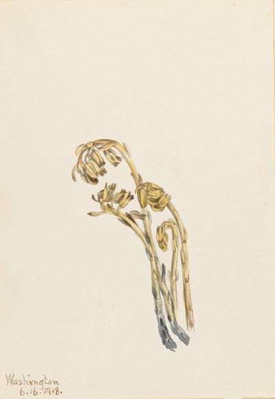 Pale Pinesap Hypopitys americana, 1918. 作者 玛丽·沃克斯·沃尔科特