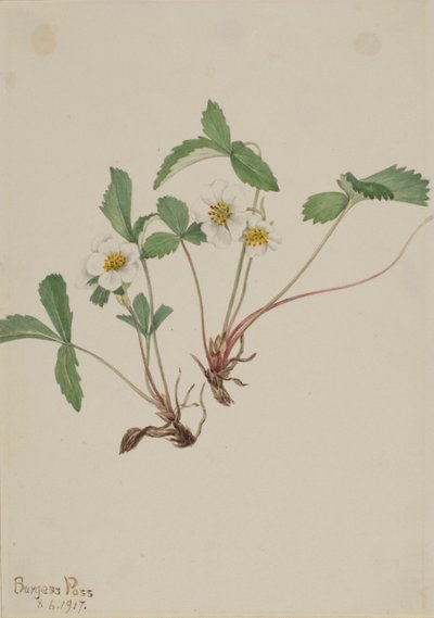 浅草莓（Fragaria glauca） 作者 玛丽·沃克斯·沃尔科特