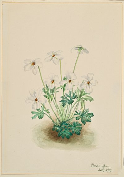 三色紫罗兰（Viola pedata） 作者 玛丽·沃克斯·沃尔科特