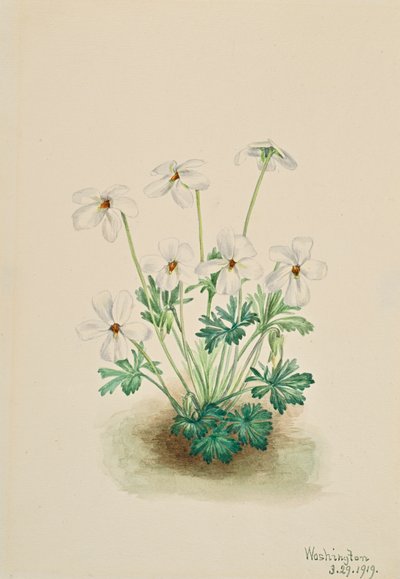 三色紫罗兰Viola pedata，1919。 作者 玛丽·沃克斯·沃尔科特