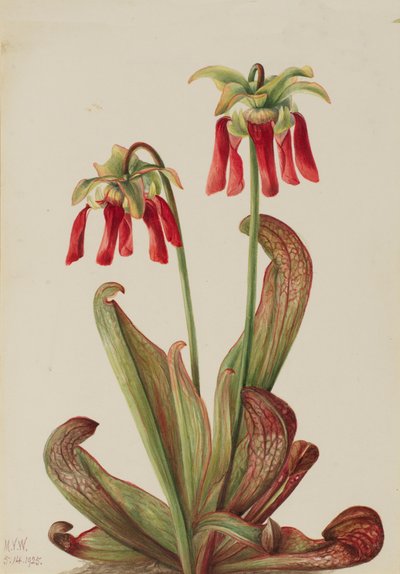 Parrot Pitcherplant Sarracenia psittacina, 1925. 作者 玛丽·沃克斯·沃尔科特