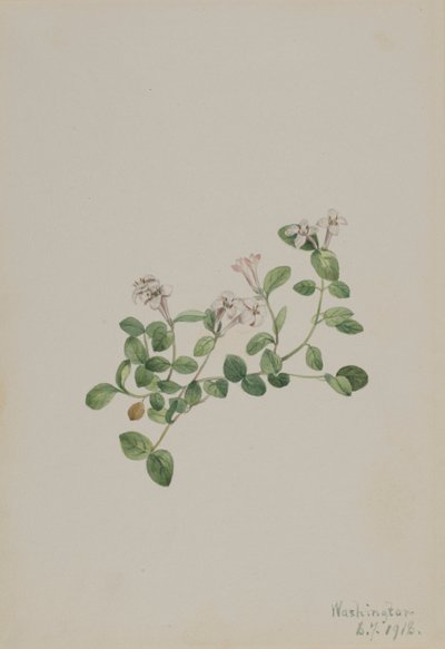 Partridgeberry Mitchella repena, 1918. 作者 玛丽·沃克斯·沃尔科特