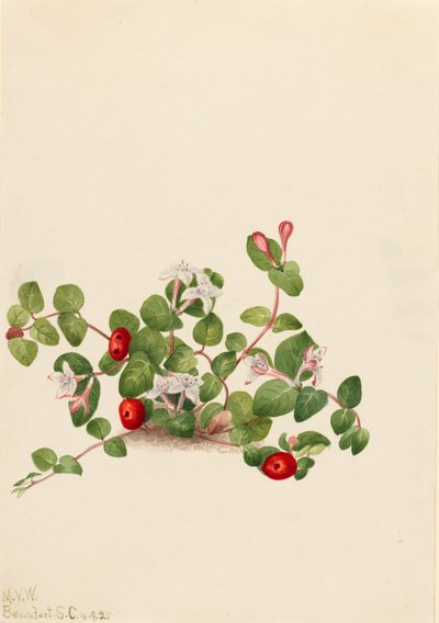 Partridgeberry Mitchella repens, 1925. 作者 玛丽·沃克斯·沃尔科特