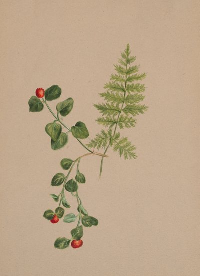 鹧鸪树Mitchella repens，约1883年。 作者 玛丽·沃克斯·沃尔科特
