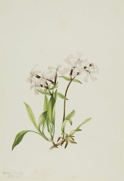 泥煤粉（Silene caroliniana） 作者 玛丽·沃克斯·沃尔科特
