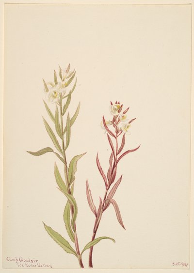 Pedicularis raremosa，1904年。 作者 玛丽·沃克斯·沃尔科特