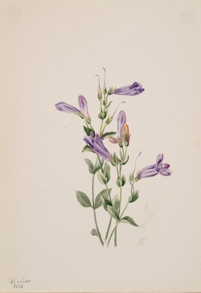 Penstemon Penstimon fruiticosus, 1903. 作者 玛丽·沃克斯·沃尔科特