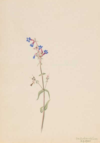 Pentstemon Pentstemon procerus, 1905. 作者 玛丽·沃克斯·沃尔科特
