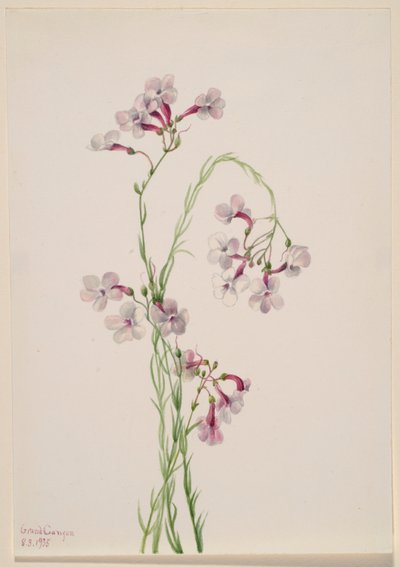 Pentstemon ambiguus 作者 玛丽·沃克斯·沃尔科特