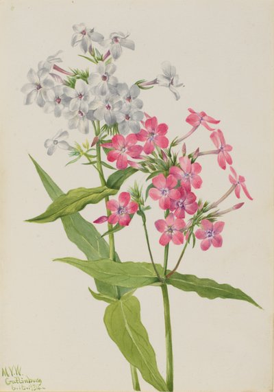 多年生的Phlox Phlox paniculata, 1934. 作者 玛丽·沃克斯·沃尔科特
