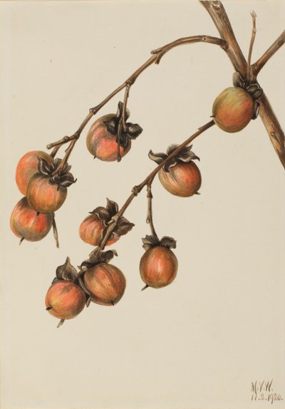 柿子 Diospyros virginiana, 1920. 作者 玛丽·沃克斯·沃尔科特