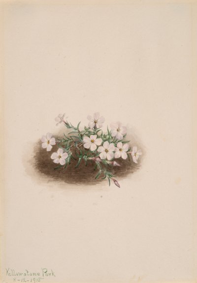 Phlox, 1915. 作者 玛丽·沃克斯·沃尔科特