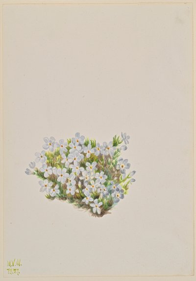Phlox Phlox caespitosa, 1937. 作者 玛丽·沃克斯·沃尔科特