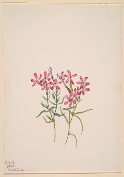 Phlox stansburyi 作者 玛丽·沃克斯·沃尔科特