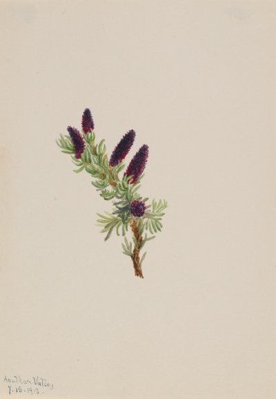 Picea engelmanni, 1913. 作者 玛丽·沃克斯·沃尔科特