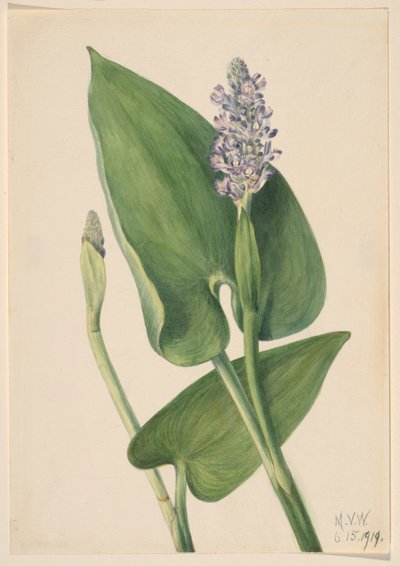 蟋蟀草（Pontederia cordata） 作者 玛丽·沃克斯·沃尔科特