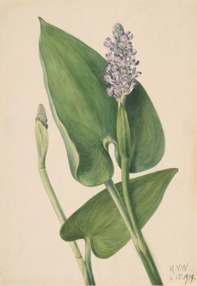 Pickerelweed Pontederia cordata, 1919. 作者 玛丽·沃克斯·沃尔科特