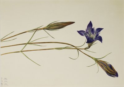 松柏龙胆（Gentiana porphyrio） 作者 玛丽·沃克斯·沃尔科特
