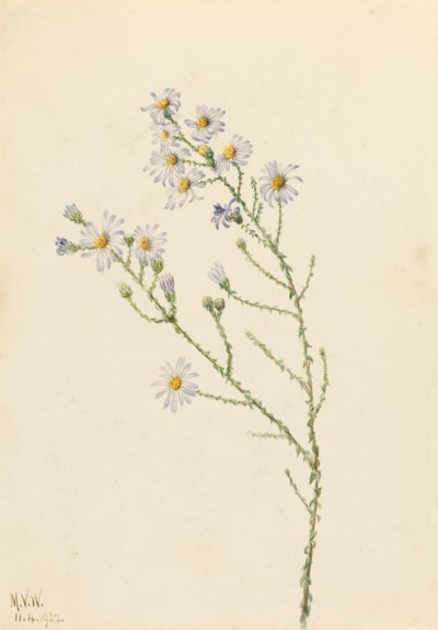 松兰翠菊（Aster squarrosus） 作者 玛丽·沃克斯·沃尔科特
