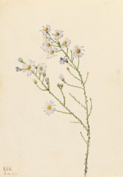 Pineland Aster Aster squarrosus, 1922. 作者 玛丽·沃克斯·沃尔科特